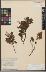 Foto von Salix waldsteiniana Willd.